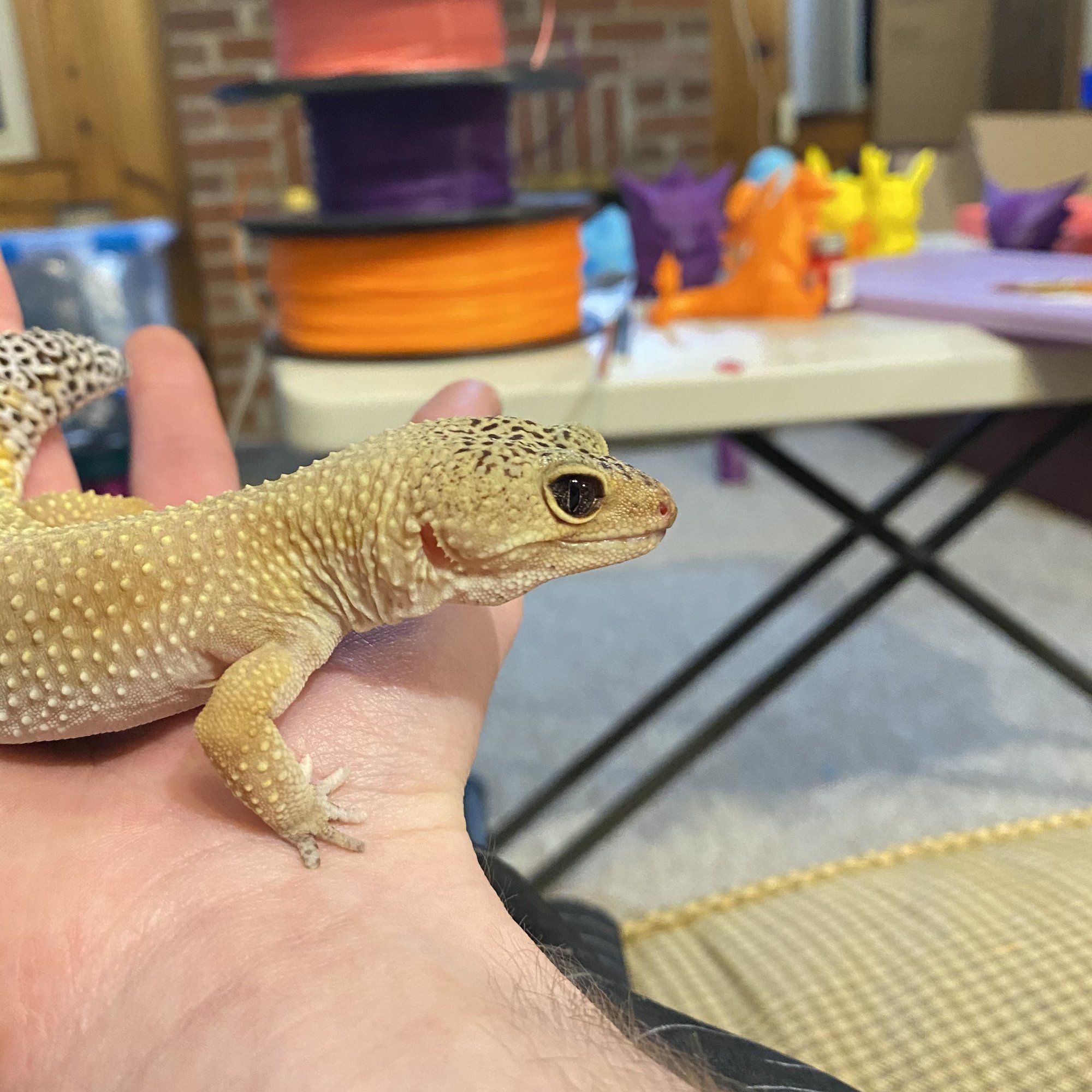 Miguel the leopard gecko — filament spools and 3D printed Pokémon in the background